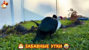 Забавные утки мускусные и пекинские на свободном выгуле со своими друзьями ч.(382) ❣️🤗😂