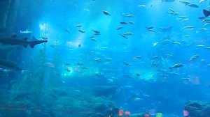 Аквариум в Дубай Молле