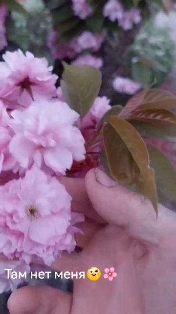 Весна. Апрель. Мерхоут. 🌸