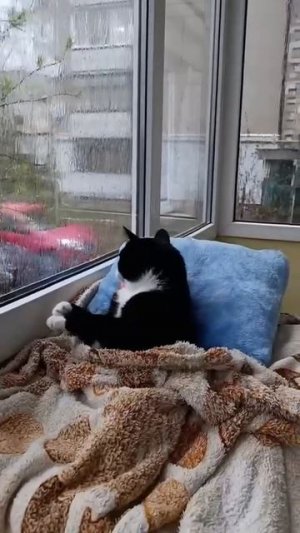 Единственное желание, когда за окном дождь