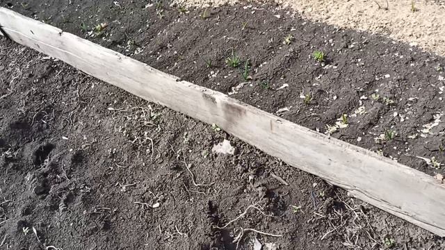 Начала сезон посадки. укроп редис кабачок.