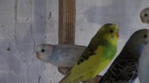 Попугаи, размножение.