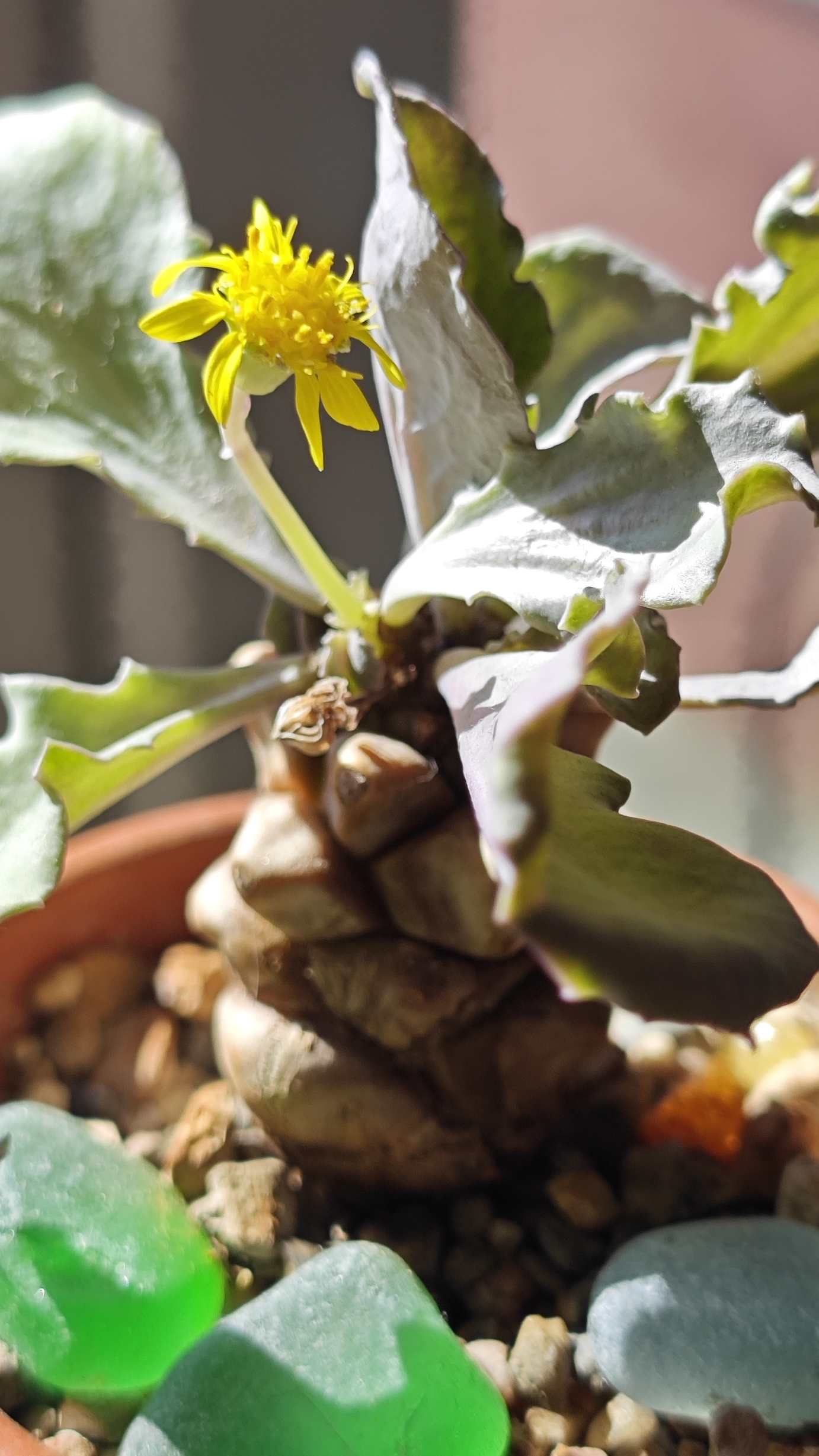 Othonna herrei - редкое каудексное растение #минуткавдохновения #миррастений #каудексныерастения #су