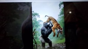 Японская горилла в деле! горилла против гепарда,тигра,кабана и даже медведя