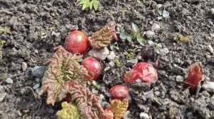 13-04-2026.Дача.Хорошая погода..Обрезаю древовидную гортензию.(05.04.-06.04.26)