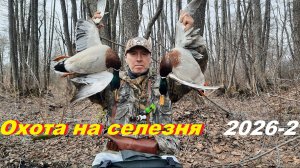 Охота на весеннего селезня-2