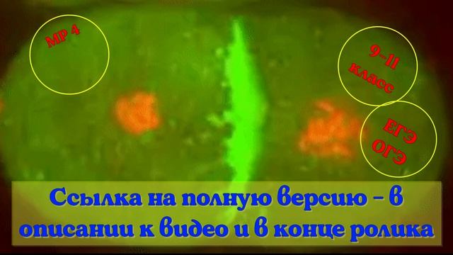 Цитоплазматическая изменчивость. Видеоурок.