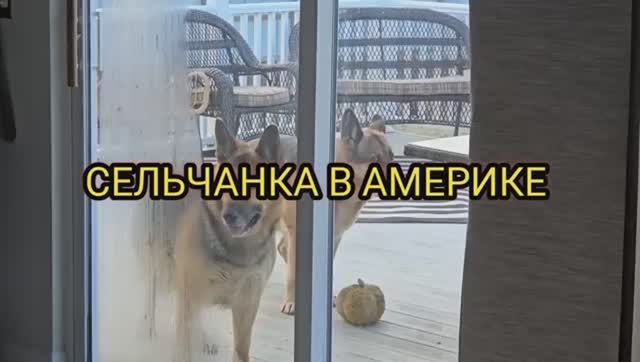 Сельчанка в Америке /В САРАЕ ОПЯТЬ ПРОПАЖА