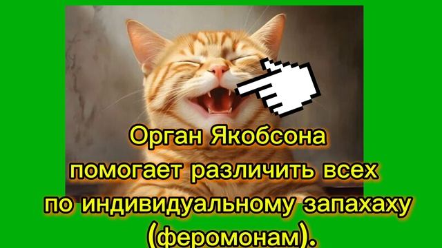 Школа юных ветеринаров 
шестое чувство