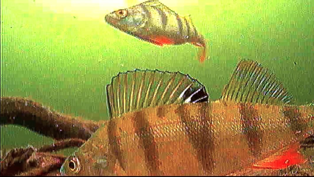 ОПУСТИЛ КАМЕРУ на ДНО и ОНИ КАК ДАВАЙ ПОЗИРОВАТЬ