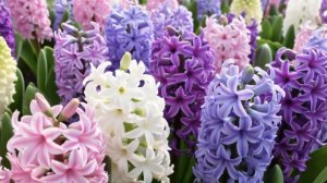 Симфония весенних красок #гиацинты #тюльпаны #нарциссы #прогулка #весениецветы #парк #ботаника