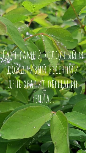 Даже самый холодный и дождливый весенний день хранит обещание тепла...