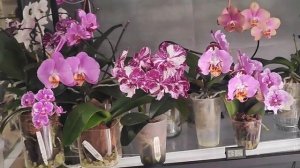 Ах какая красота распускается😍😜. По цветущим полочкам 😍.