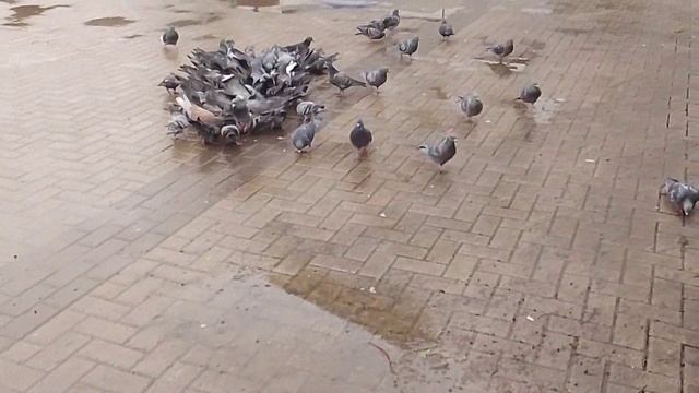 гули гули.wmv смотреть онлайн