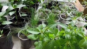 Овсяница. Ковыль. Петуния 🌺 томаты🍅 перец🌶