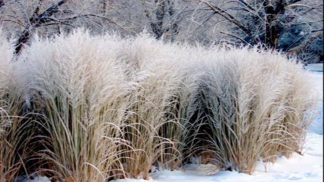 песня Колышет ветер сухостой