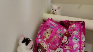 Котенок Микки, не ходи туда, упадешь. Кошка-мать беспокоится о котенке.