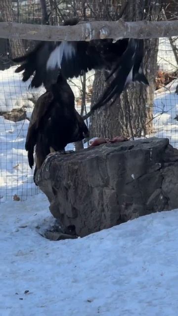 СТАТУС: ВСЁ СЕРЬЕЗНО!  ИЛИ КАК БЕРКУТЫ СВИДАНИЕ ПЛАНИРОВАЛИ