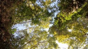 Ветер кружится #Twilightmusicproject #music #progressive #experimental #accessvirus