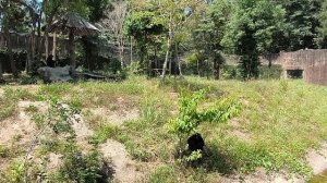 Разные  обезьяны🐒🐵 08.04.26. Вьетнам