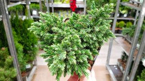 🌿🌲ЛЕМАНА ПРО☀️ХВОЙНЫЕ и ДРУГИЕ САЖЕНЦЫ🌿🌲апрель 2026