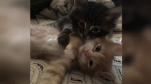 ~ПЛЕЙЛИСТ ТВОЕГО ДЕТСТВА~ (версия medium)