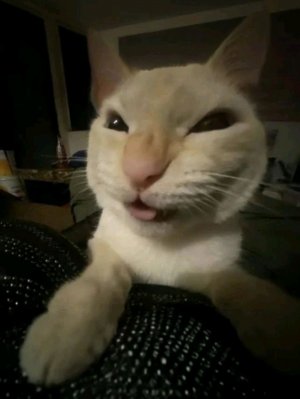 Гусю нельзя