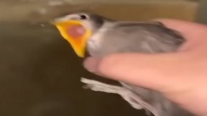 ТОП ПЯТЬ ПТИЧЕК. ПОДБОРКА МЕМОВ БЛИН Я ТАК РЖАЛ ЧТО АЖ ПОЛ ДРОЖАЛ ВОТ РЕАЛЬНО