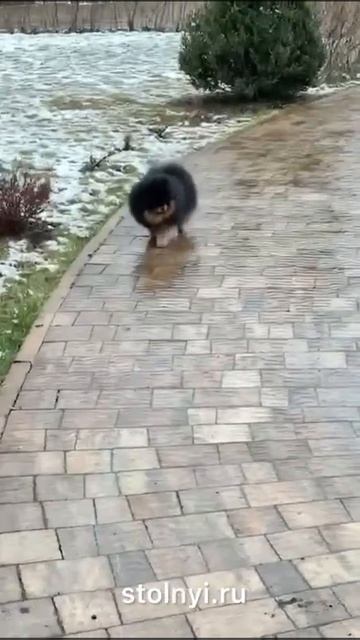 Кинг на прогулке