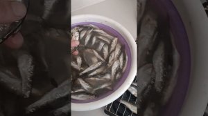 Сухой посол Ельца, получилось очень круто.