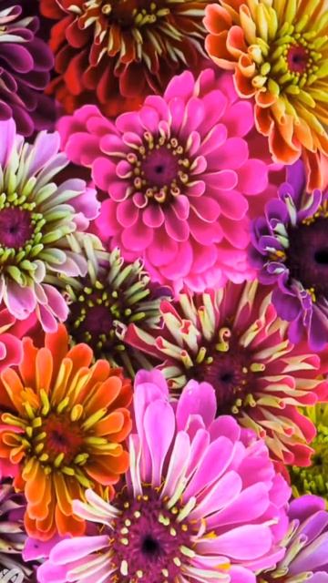 Давайте дружно жить