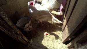 Влог от 18.07.2022