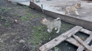 Щенки Буря и Беркут