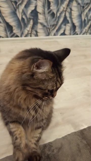 Тимка #кот #котенок #котик #альфаитима #няшныйкотик #домашниепитомцы #любимыепитомцы