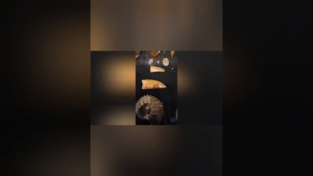 Посещаемых музей палеохантерс в СПб.