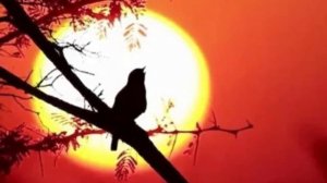 568.=СИРЕНЬ ЧАРУЮЩЕ ЦВЕТЕТ=. Сл. А. Зенцов муз. Е. Соломатина, исп., И. И., Ав. Н. Рудакова.