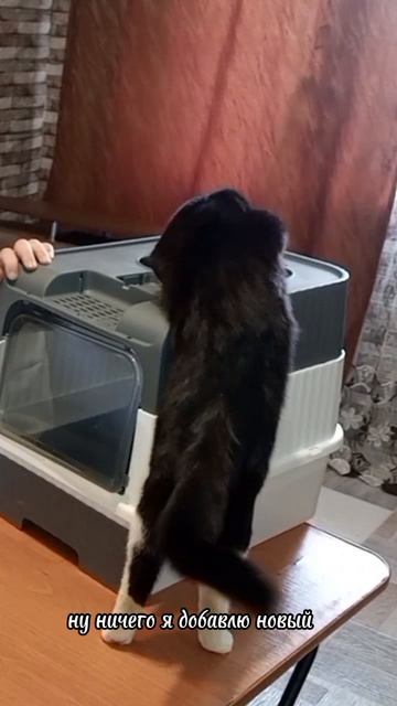 Кот-Обормот