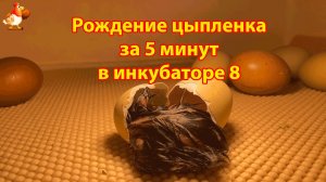 Рождение цыпленка за 5 минут в инкубаторе 8