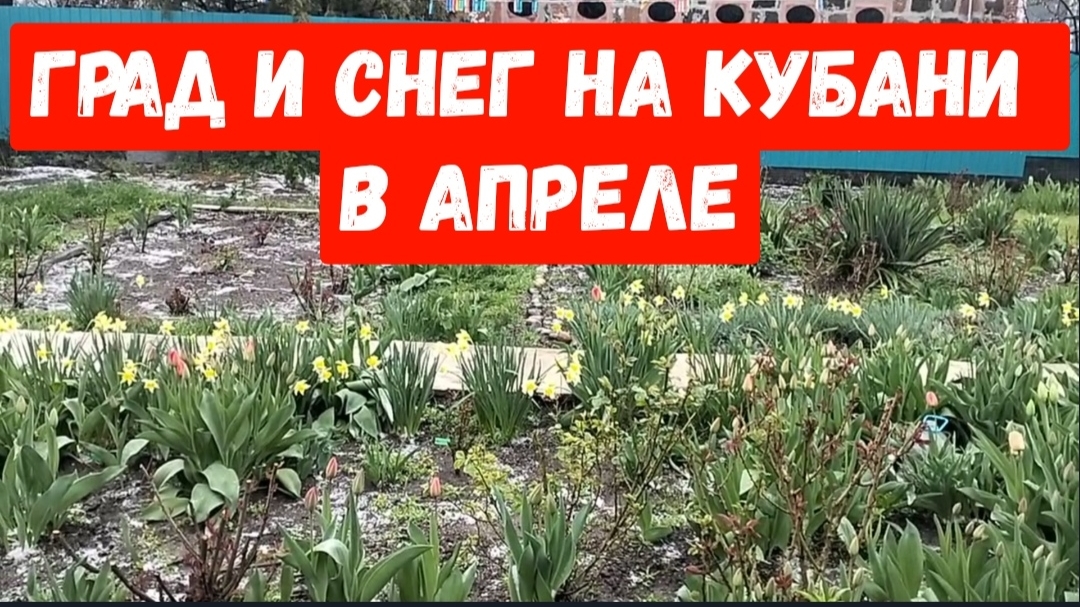 #225🏡С утра град с дождем/Мульчирую томаты/Уборка в доме/Моя газонокосилка
