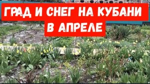 #225🏡С утра град с дождем/Мульчирую томаты/Уборка в доме/Моя газонокосилка
