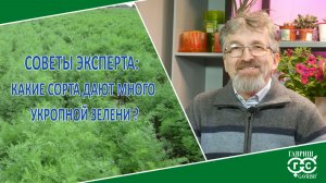 ЕЩЕ РАЗ ОБ УКРОПЕ…