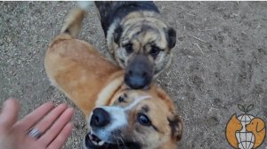 Сытые животные = счастливые животные!  Акция "СЫТЫЙ ЧЕТВЕРГ " на этой неделе- состоялась!