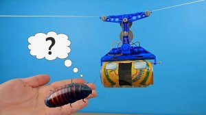 Сделал настоящую канатную дорогу для мадагаскарского Таракана! Он в шоке!