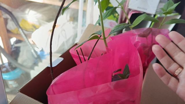 Куличи испекла