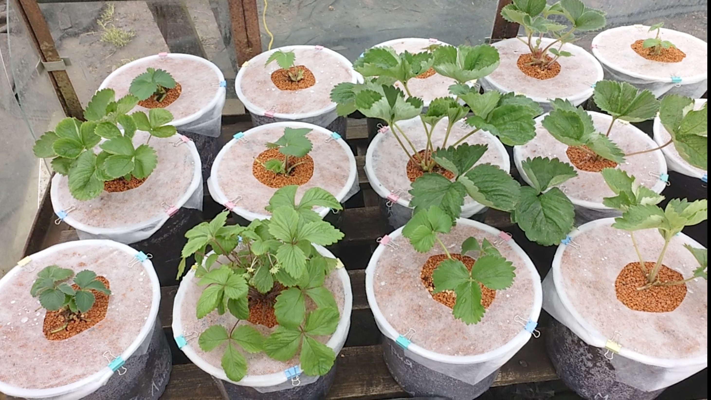 ОТ СЛИЗНЯКОВ КУПИ  ПОСЫПЬ - ДИАТОМИТ