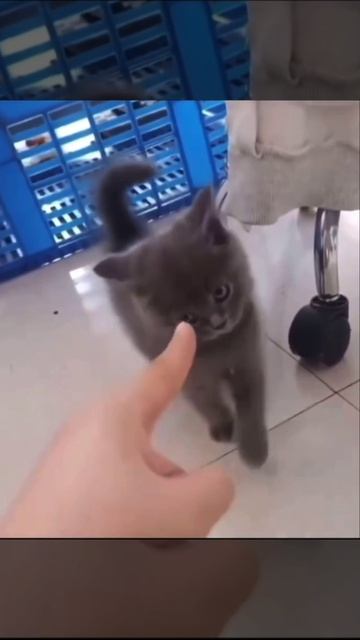 Палец убрала! Убрала я сказал!