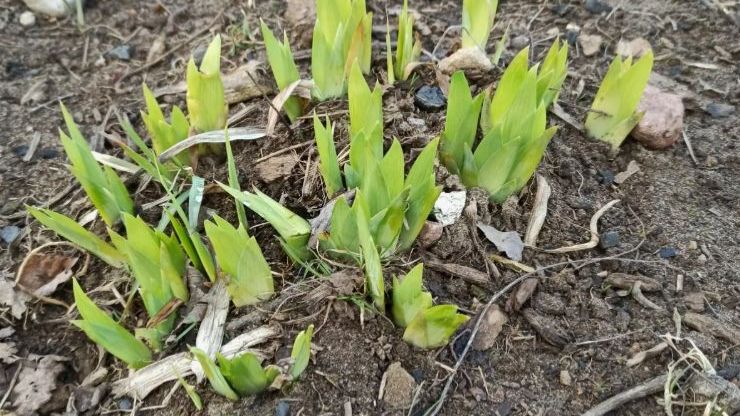 Ирисы проснулись! 3 важных дела для роскошного цветения