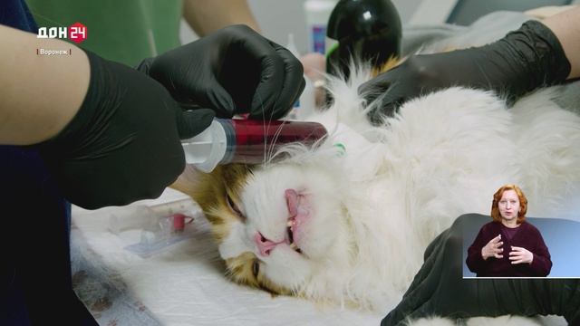 Содружество Донбасс 10.04.2026