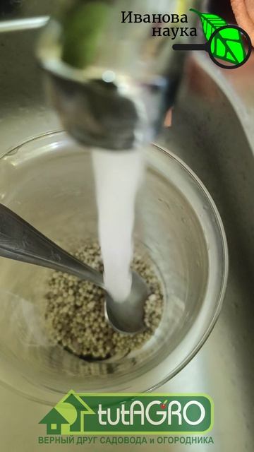 ДЕШЁВАЯ ПОДКОРМКА, ОТ КОТОРОЙ ЗАВИСИТ ВСЁ! Сделайте эту подкормку рассады и будете с урожаем 🍅🌱