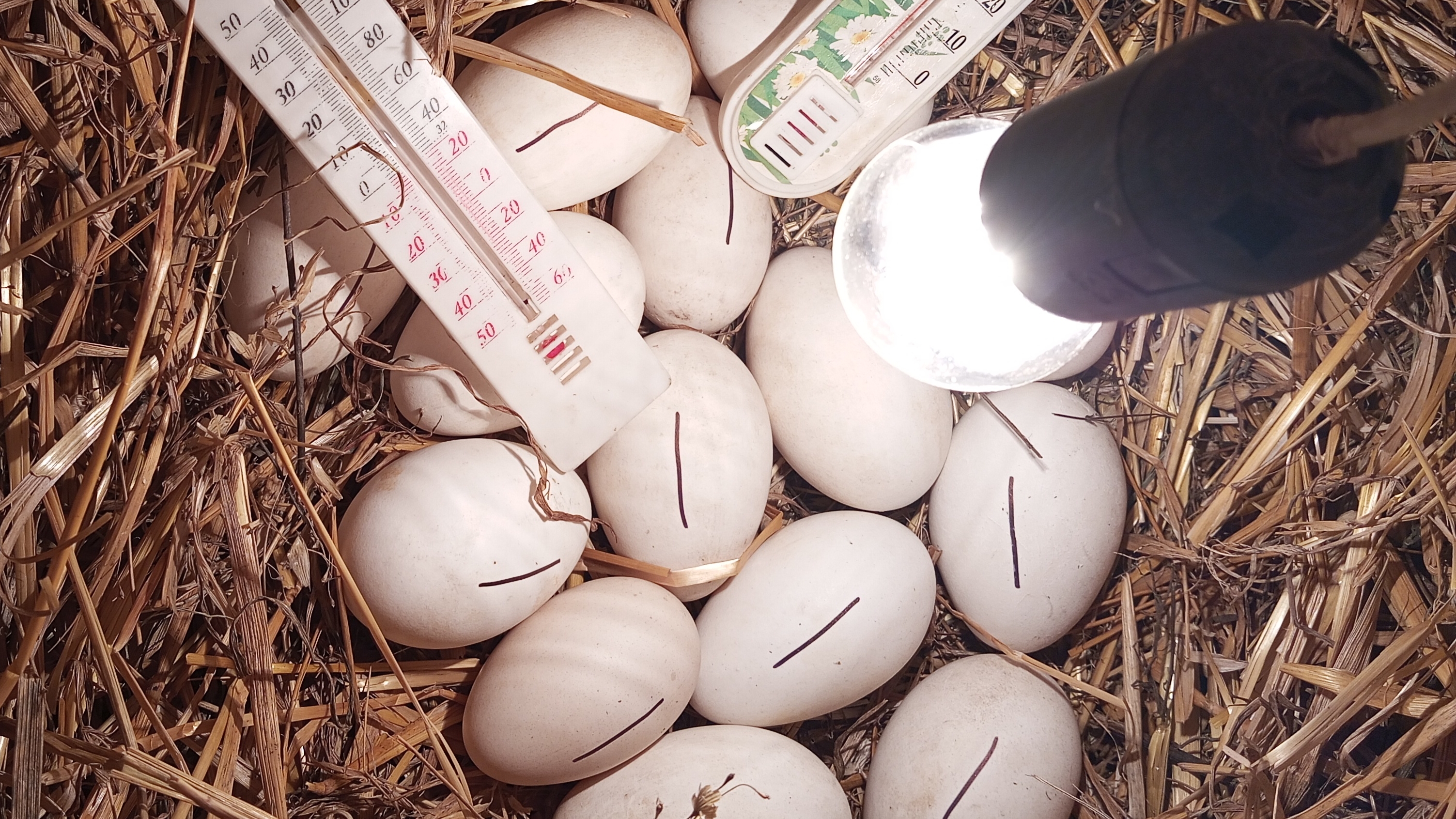 Инкубация гусят под лампочкой, без инкубатора. Подготовка и разогрев яйца. Аккумулятор для Несушки.